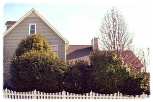 Back of the house! All that lovely greenery!